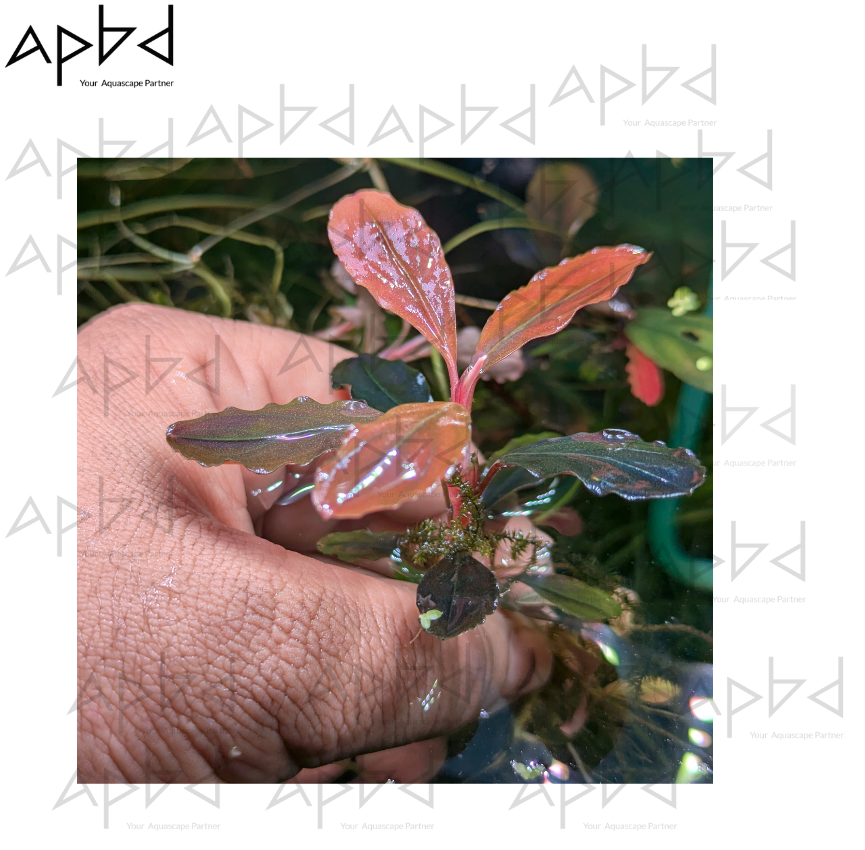 Bucephalandra Brownie Red (Premium Metallic Variant) | Indonesian Original | Price: 1200 TK (Rhizome)