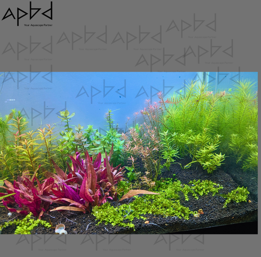 Full High-Tech Planted Tank Setup | 2.5ft x 1ft x 1.5ft | CO2​ System | Premium Soil & Plants