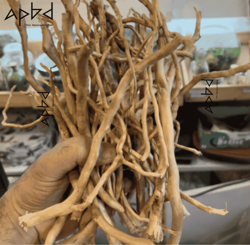Detailing Wood Thin & Broad Roots in Bangladesh (BD) RANDOMLY CHOOSEN