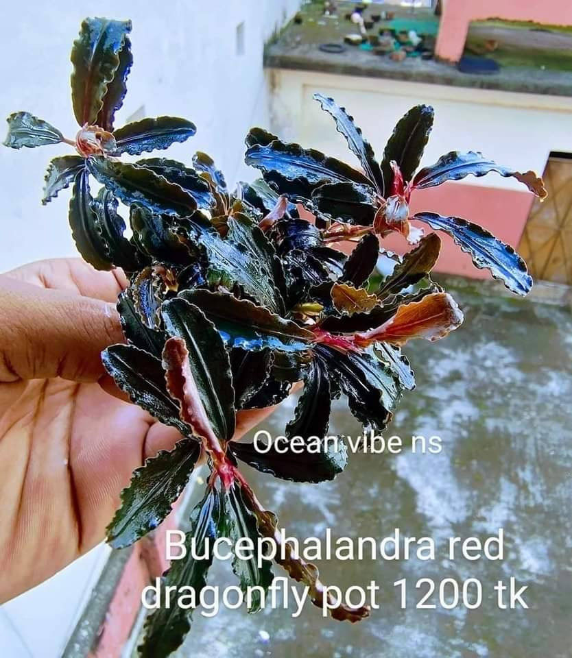Bucephalandra Sp Red Dragonfly submerged 4 rhyzome