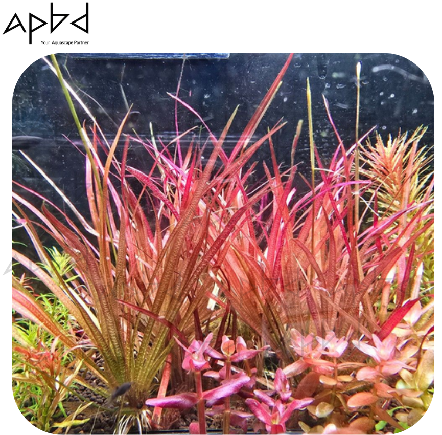 Blyxa novoguineensis (Rare Wavy Leaf) - High-Tech Plant