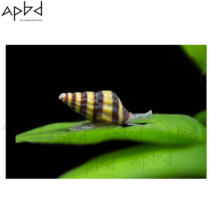 Live Assassin Snail (Clea helena) - Pest Snail Control